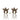 Champagne Starfish Earrings