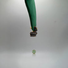 Pave Blue Serpent Earrings